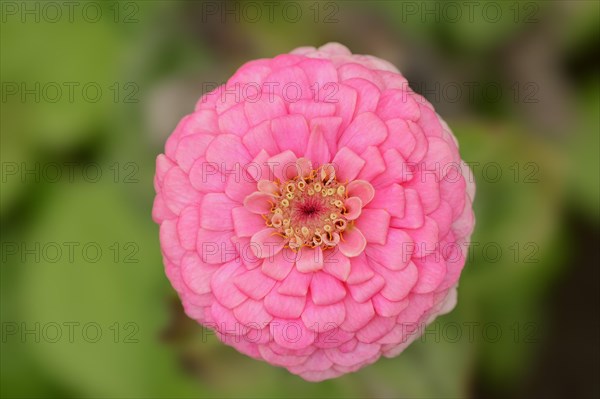 Zinnia (Zinnia elegans, Zinnia violacea), flower, ornamental plant, North Rhine-Westphalia, Germany, Europe