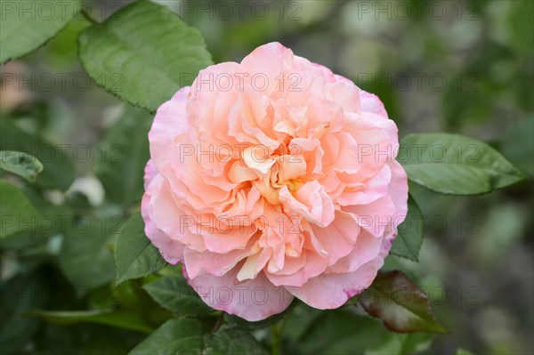 Garden rose or rose 'Augusta Luise' (Rosa hybrida), flower, ornamental plant, North Rhine-Westphalia, Germany, Europe
