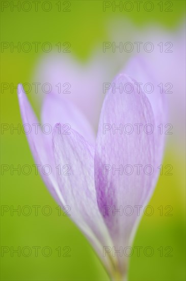 Autumn crocus or meadow saffron (Colchicum autumnale), North Rhine-Westphalia, Germany, Europe