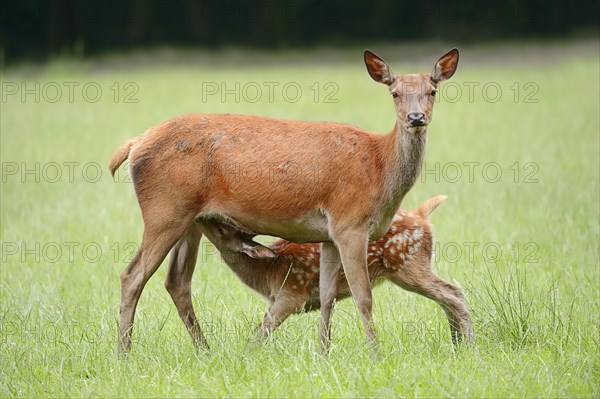 Red deer (Cervus elaphus), hind suckling calf, North Rhine-Westphalia, Germany, Europe