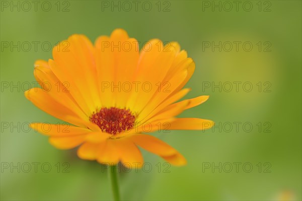 Marigold or garden marigold (Calendula officinalis), flower, North Rhine-Westphalia Germany