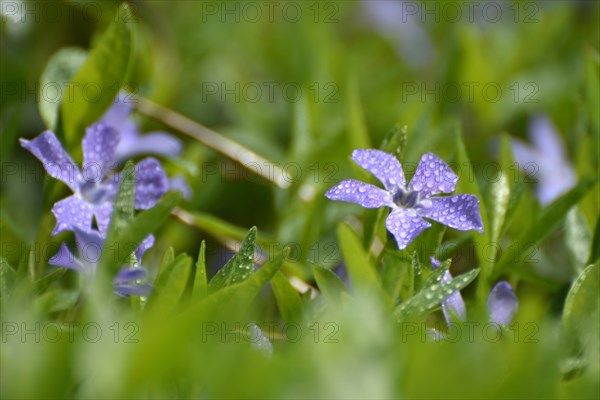 Lesser periwinkle (Vinca minor) in early spring in the forest of the Hunsrueck-Hochwald National Park, Rhineland-Palatinate, Germany, Europe