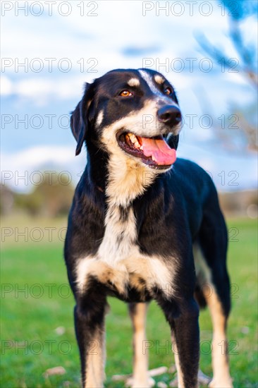 Portrait of a young black and white dog in the countryside. Close-up of dog with tongue out tired from playing