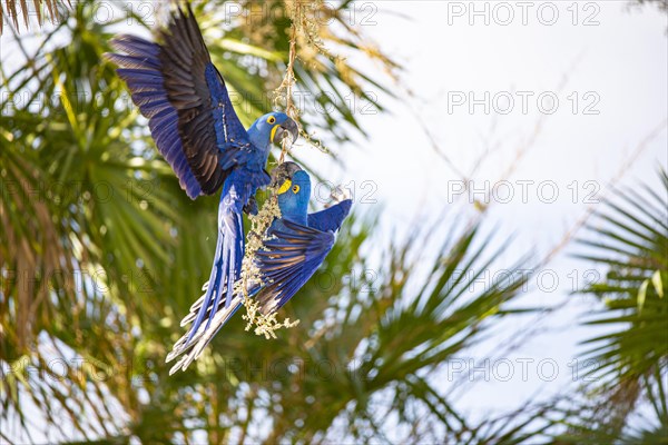 Hyacinth Macaw (Anodorhynchus hyacinthinus) Pantanal Brazil