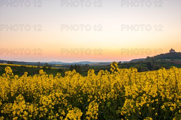 Landscape at sunrise. Beautiful morning landscape with fresh yellow rape fields in spring. Small castle in the yellow fields on a hill. Historic Ronneburg Castle in the middle of nature, Ronneburg, Hesse, Germany, Europe