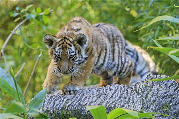 A small tiger young balances carefully on a tree trunk, Siberian tiger, Amur tiger, (Phantera tigris altaica), cubs