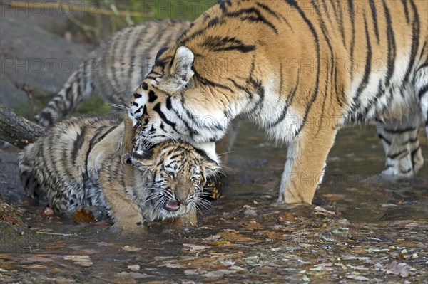 A tiger cleaning a young tiger in a natural scene, Siberian tiger, Amur tiger, (Phantera tigris altaica), cubs