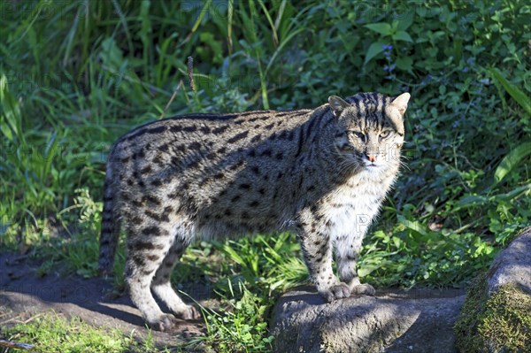 An attentive fishing cat (Prionailurus viverrinus)