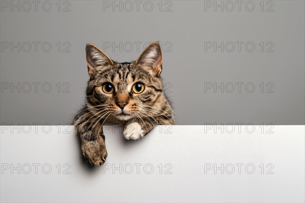 Tabby cat holding empty white paper in front of gray studio background with copy space. Generative Ai, AI generated