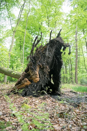 Deadwood structure in deciduous forest, large root plate, important habitat for insects and birds, North Rhine-Westphalia, Germany, Europe