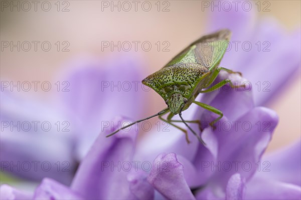 Hawthorn shieldbug (Acanthosoma haemorrhoidale) adult on a garden Hyacinth flower in spring, England, United Kingdom, Europe