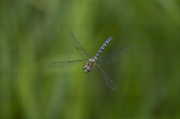 Migrant hawker dragonfly (Aeshna mixta) adult in flight in summer, Suffolk, England, United Kingdom, Europe