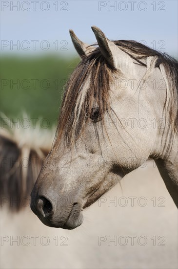 Duelmen wild horse, portrait, Merfelder Bruch, Duelmen, North Rhine-Westphalia, Germany, Europe