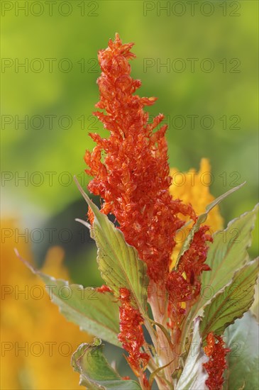 Plumose celosia (Celosia argentea var. plumosa), inflorescence, ornamental plant, North Rhine-Westphalia, Germany, Europe