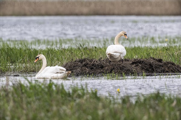 Mute swans (Cygnus olor) at the nest, Bremen, Germany, Europe