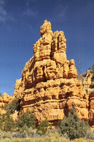 Red Canyon in the National Forest, Utah, United States, USA, Red Canyon, Utah, USA, North America