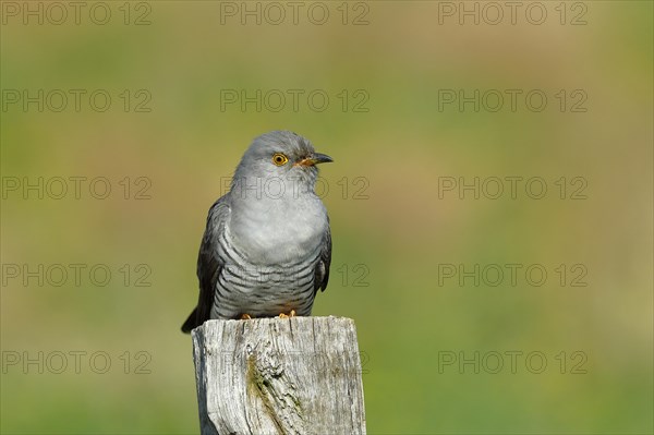 Common cuckoo (Cuculus canorus), male sitting on post of a pasture fence, animal portrait, wildlife, Westerwald, Rhineland-Palatinate, Germany, Europe