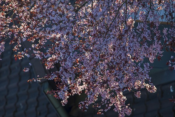 Blooming purple-leaf plum (Prunus cerasifera Nigra) against the light, Bavaria, Germany, Europe