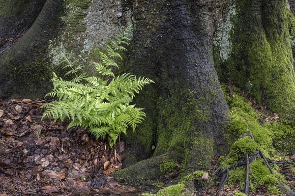 Lady fern (Athyrium filix-femina) at the foot of a copper beech (Fagus sylvatica), Emsland, Lower Saxony, Germany, Europe