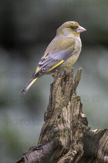 European greenfinch (Carduelis chloris) on tree stump, Emsland, Lower Saxony, Germany, Europe