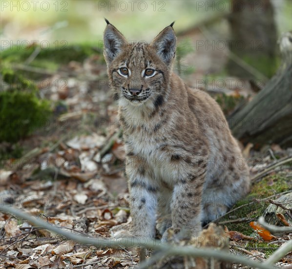 Eurasian lynx (Lynx lynx), young sitting on the forest floor and looking attentively, captive, Germany, Europe