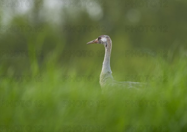 Crane (Grus grus) standing in a grain field, Lower Saxony, Germany, Europe