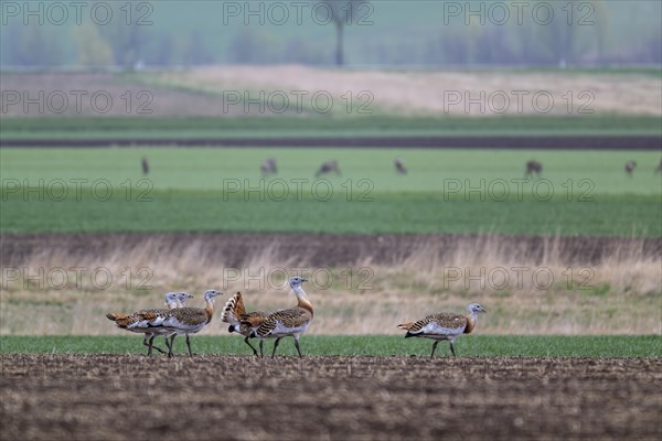 Several great bustards (Otis tarda) in a field, cockerels, Lower Austria, Austria, Europe