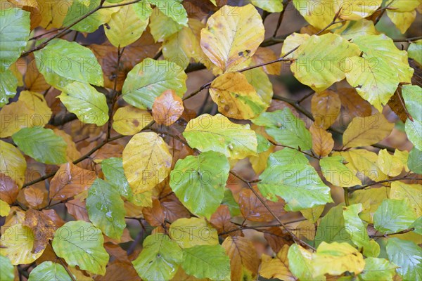 Common beech (Fagus sylvatica), branches with autumn leaves, North Rhine-Westphalia, Germany, Europe