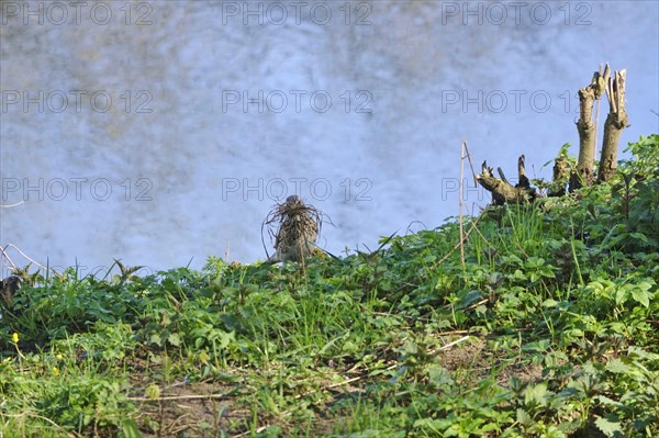 Thrush with nesting material on the banks of the Danube, Bavaria, Germany, Europe