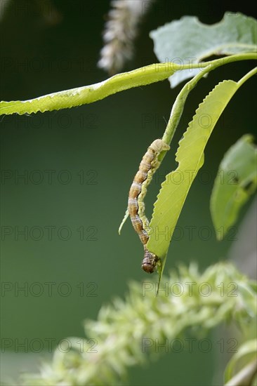 Mottled umber (Erannis defoliaria), caterpillar, spring, Germany, Europe