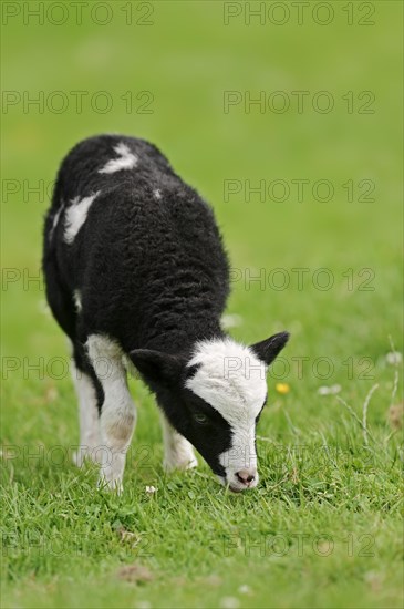 Jacob sheep (Ovis ammon f. aries), lamb, Lower Saxony Germany