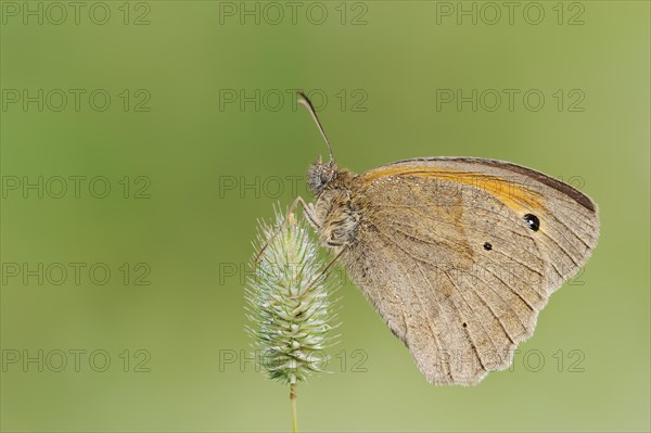 Meadow brown (Maniola jurtina), North Rhine-Westphalia, Germany, Europe