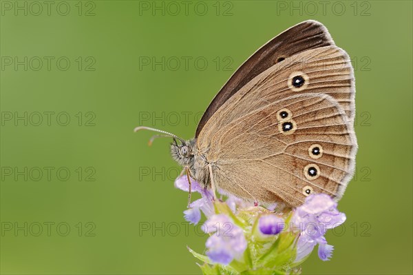 Ringlet (Aphantopus hyperantus), North Rhine-Westphalia, Germany, Europe