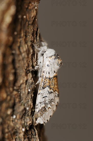 Sallow kitten moth (Furcula furcula), North Rhine-Westphalia, Germany, Europe