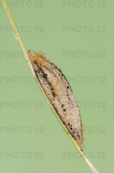 Drinker moth (Euthrix potatoria), cocoon, North Rhine-Westphalia, Germany, Europe