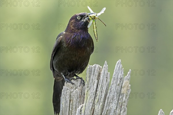 Common grackle (Quiscalus quiscula) bringing insects to the nest to feed the babies. La Mauricie national park, province of Quebec, Canada, AI generated, North America