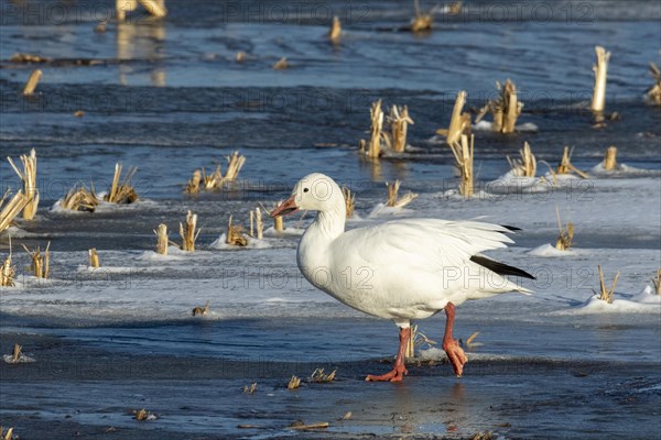 Snow goose (Anser caerulescens), adult walking on a frozen marsh, Lac Saint-Pierre Biosphere Reserve, province of Quebec, Canada, AI generated, North America
