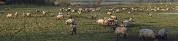 Black-headed domestic sheep (Ovis gmelini aries) on pasture, Mecklenburg-Western Pomerania, Germany, Europe