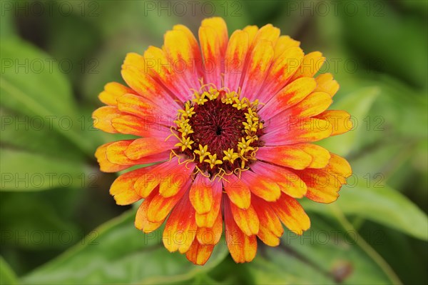 Zinnia 'Sombrero' (Zinnia elegans, Zinnia violacea), flower, ornamental plant, North Rhine-Westphalia, Germany, Europe