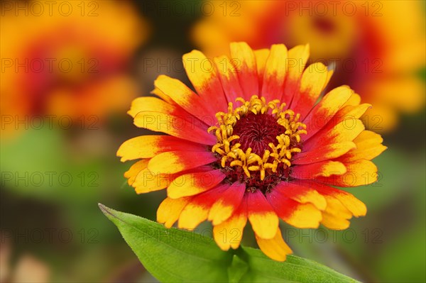 Zinnia 'Sombrero' (Zinnia elegans, Zinnia violacea), flower, ornamental plant, North Rhine-Westphalia, Germany, Europe