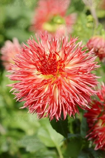 Dahlia 'Karen' (Dahlia Hybride), flower, ornamental plant, North Rhine-Westphalia, Germany, Europe