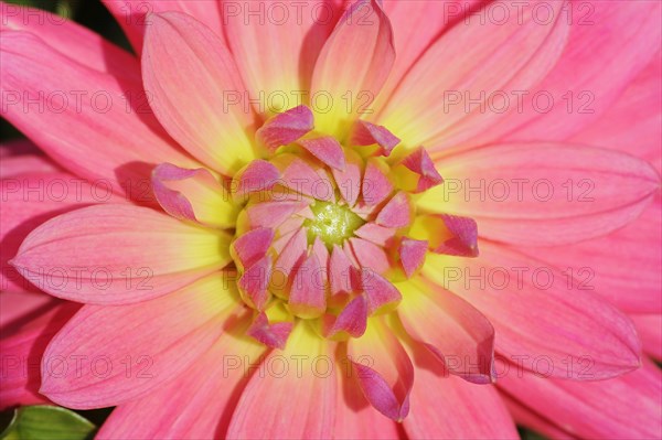 Dahlia 'Satellite' (Dahlia Hybride), detail of flower, ornamental plant, North Rhine-Westphalia, Germany, Europe