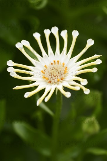Cape daisy or Bornholm daisy 'Soprano Vanilla Spoon' (Dimorphotheca ecklonis, Osteospermum ecklonis), flower, ornamental plant, North Rhine-Westphalia, Germany, Europe