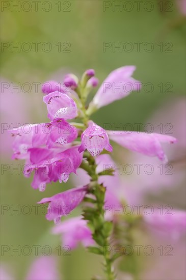 Joint flower (Physostegia virginiana), inflorescence, ornamental plant, North Rhine-Westphalia, Germany, Europe