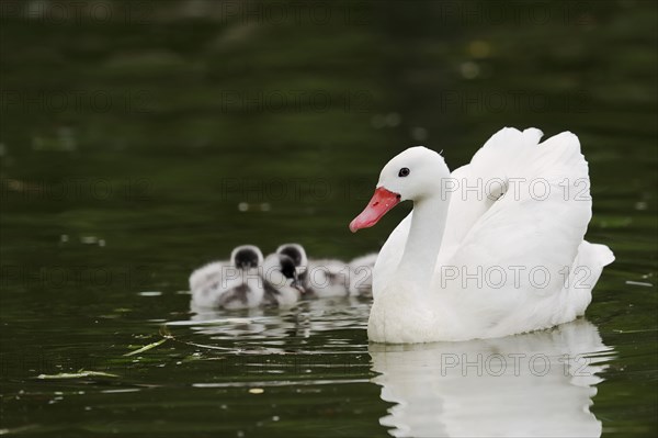 Coscoroba swan (Coscoroba coscoroba) with chicks, captive, occurring in South America