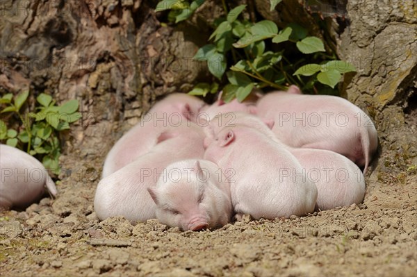 Goettingen minipig (Sus scrofa f. domestica), piglet, North Rhine-Westphalia, Germany, Europe