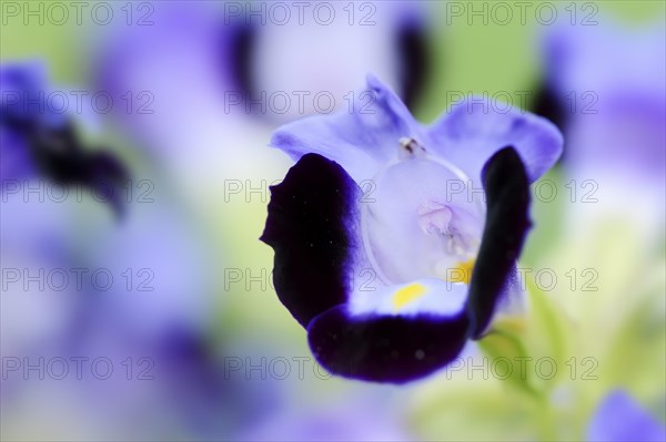 Bluewings (Torenia fournieri), flower, native to Vietnam, ornamental plant, North Rhine-Westphalia, Germany, Europe