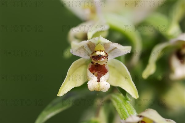 Broad-leaved helleborine or broad-leaved marsh orchid (Epipactis helleborine), flower, North Rhine-Westphalia, Germany, Europe