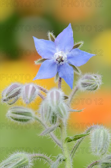 Borage or borage (Borago officinalis), flower, North Rhine-Westphalia, Germany, Europe