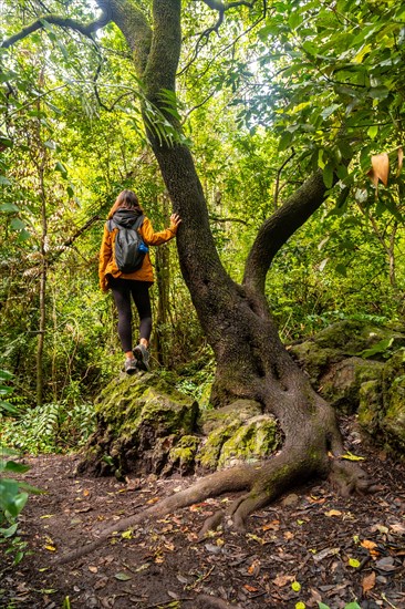 A woman in a tree in the Laurisilva forest of Los tilos de Moya in Doramas, Gran Canaria